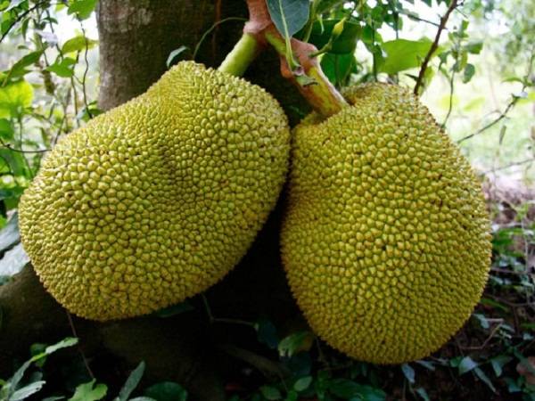 Nằm mơ thấy quả mít đánh con gì có ý nghĩa gì đặc biệt